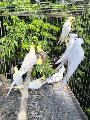 8 Pieces Running High-Quality Cockatiel Birds For Sale