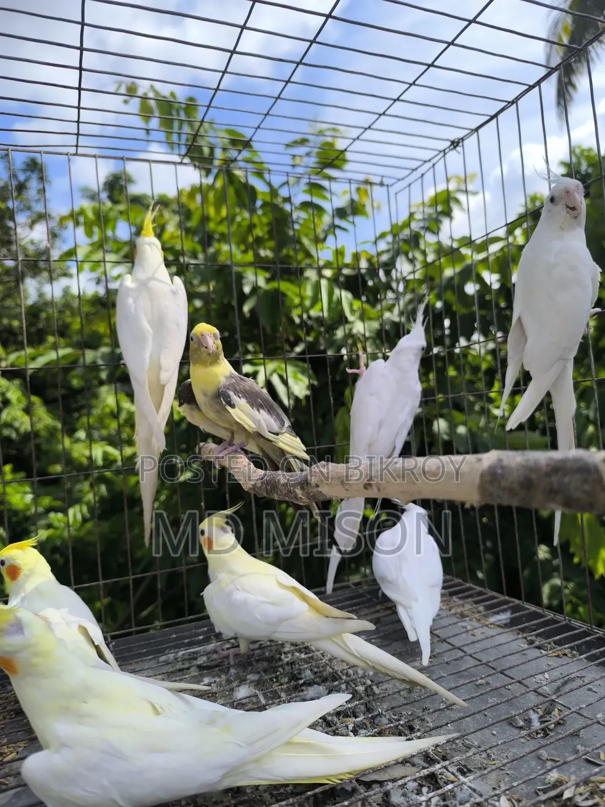 8 Pieces Running High-Quality Cockatiel Birds For Sale