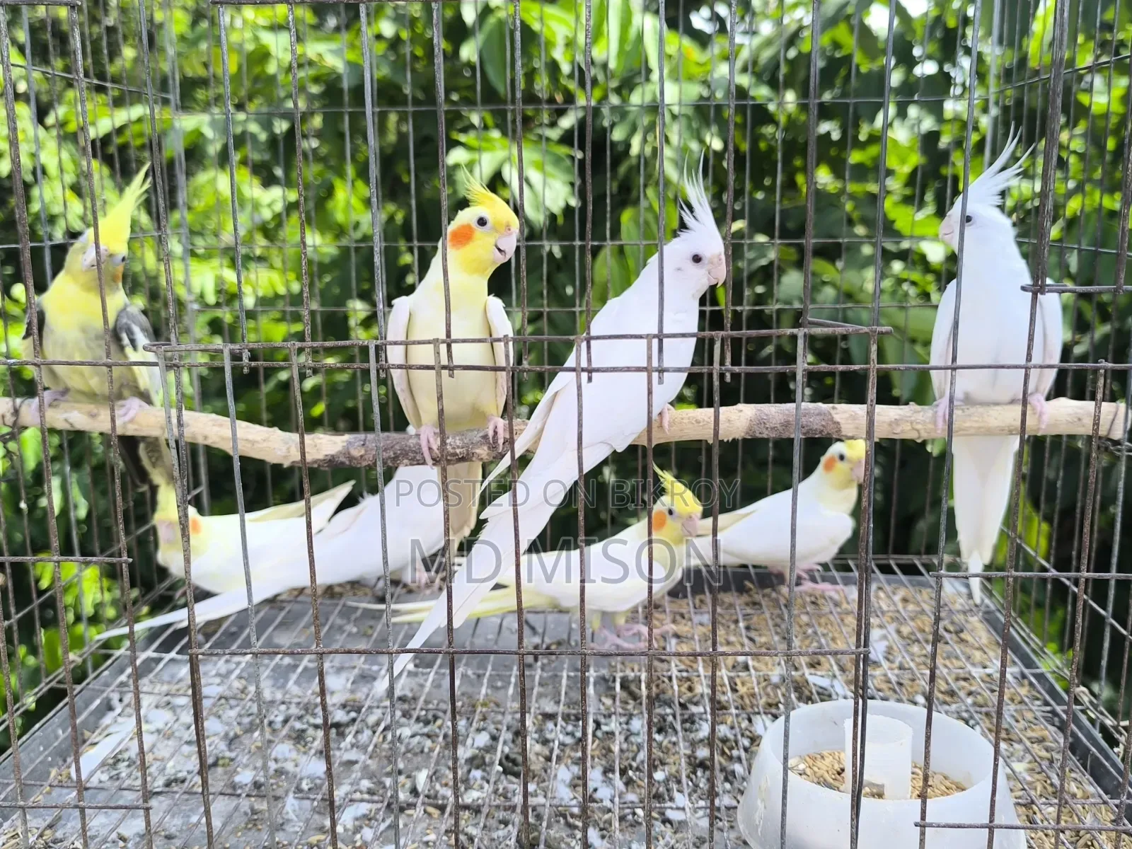 8 Pieces Running High-Quality Cockatiel Birds For Sale