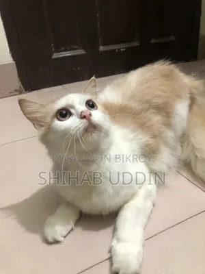 1+ Year Female Purebred Persian