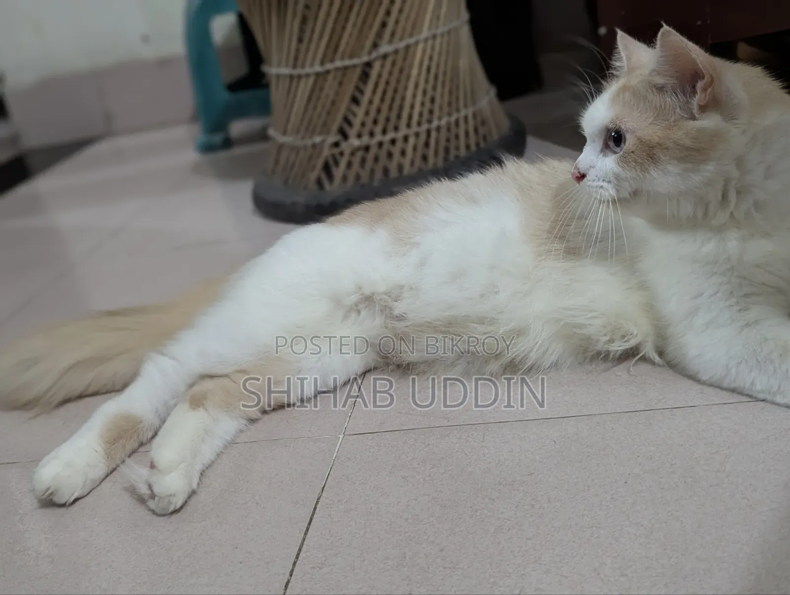 1+ Year Female Purebred Persian