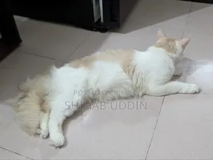 1+ Year Female Purebred Persian