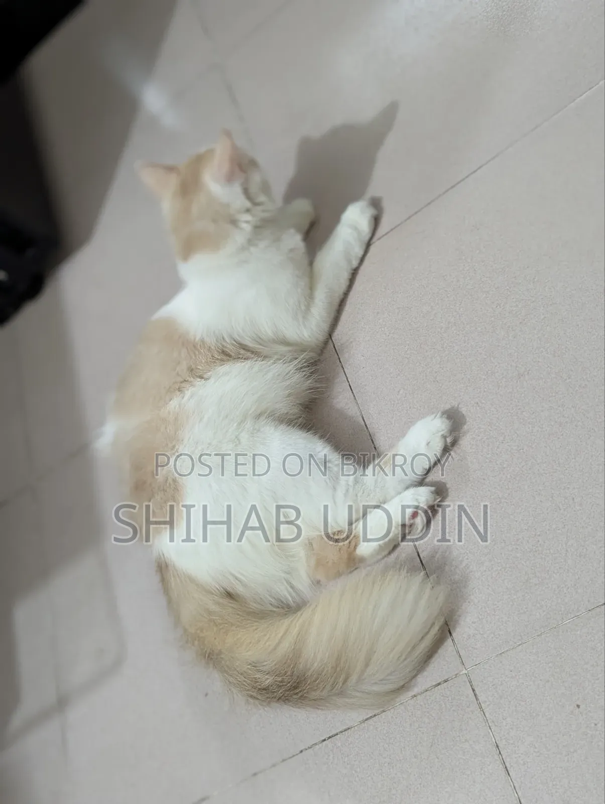 1+ Year Female Purebred Persian