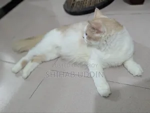 1+ Year Female Purebred Persian