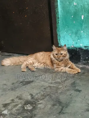 3-6 Months Male Mixed Breed Persian