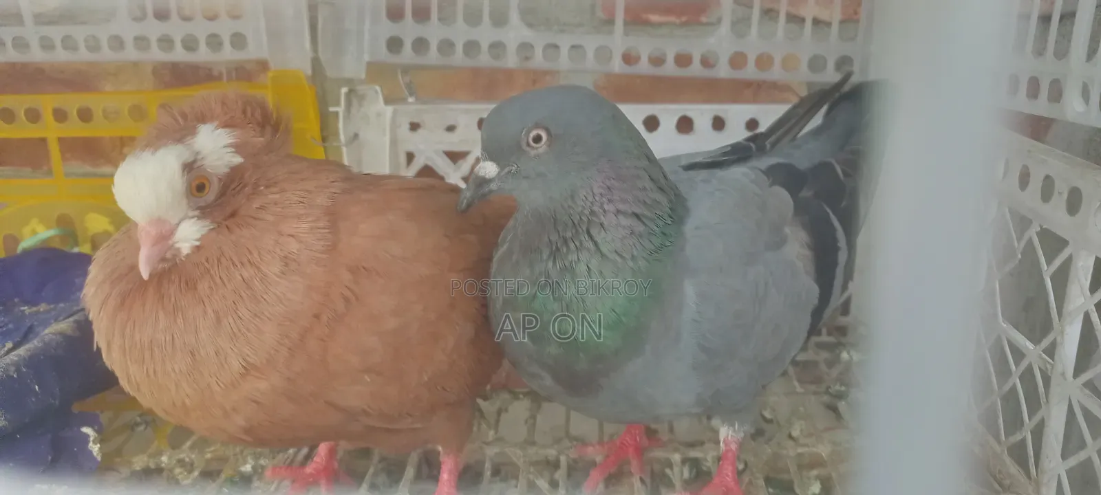 Pigeons with Cage