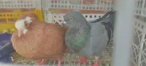 Pigeons with Cage