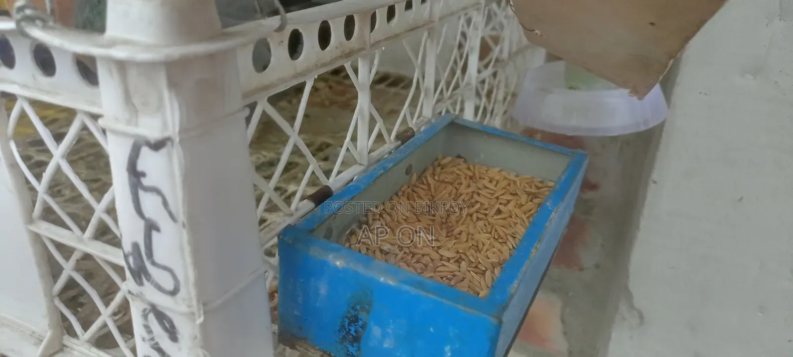 Pigeons with Cage