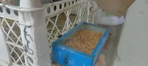 Pigeons with Cage