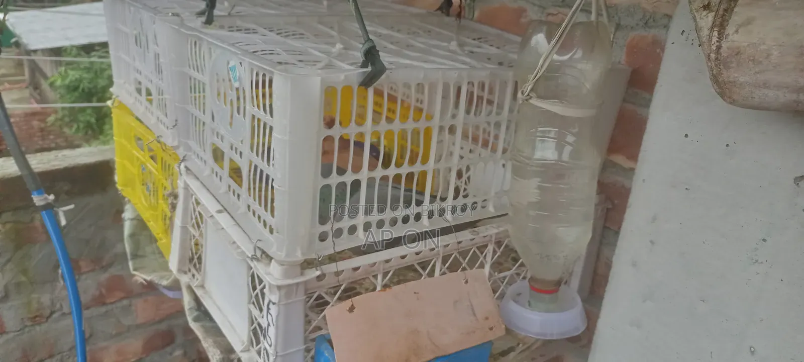 Pigeons with Cage