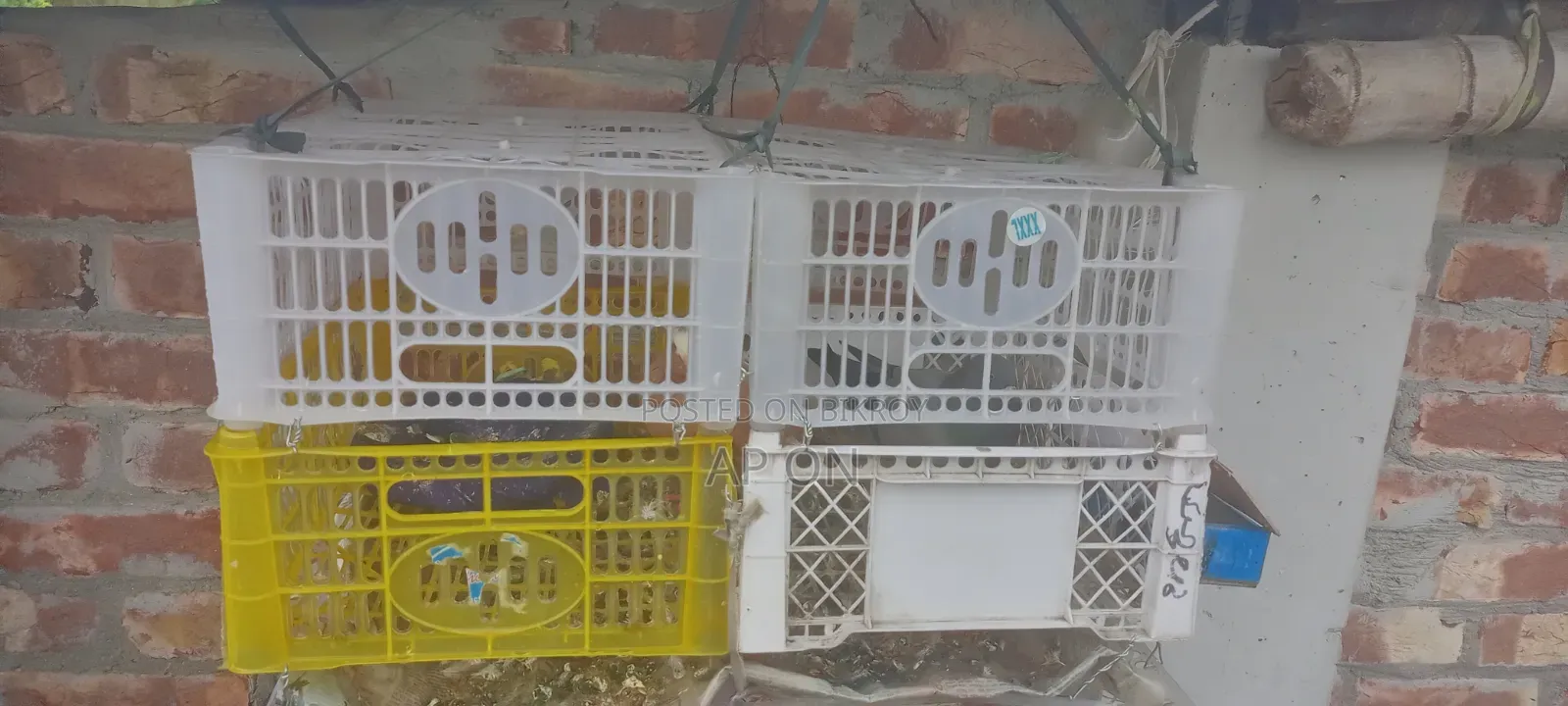 Pigeons with Cage