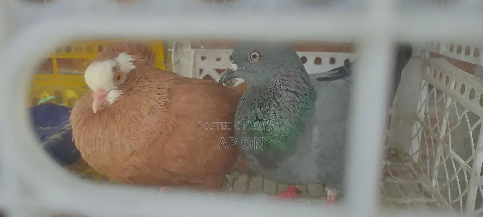 Pigeons with Cage