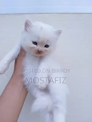 1-3 Months Male Purebred Persian
