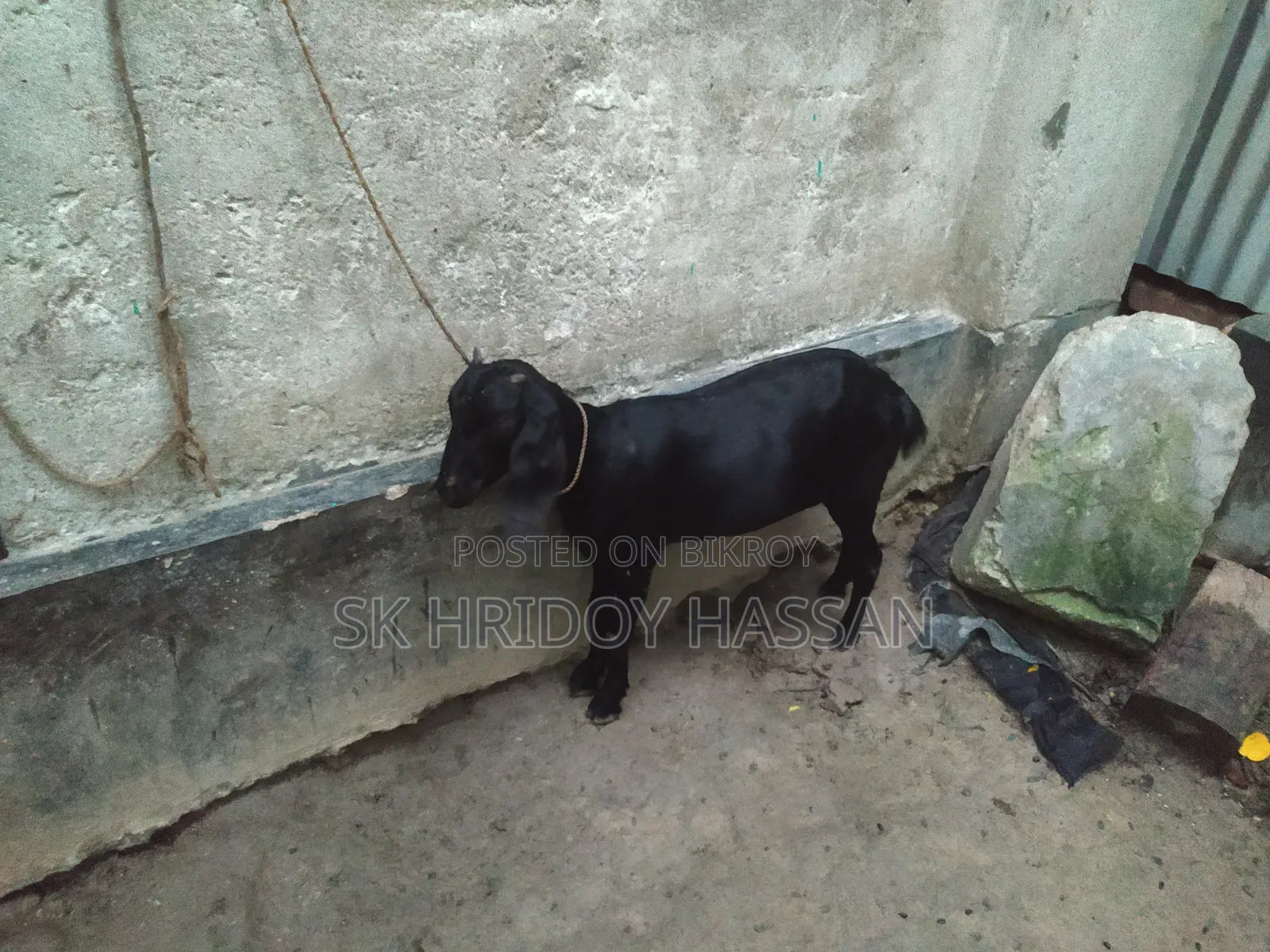 দেশি মানের ছাগল