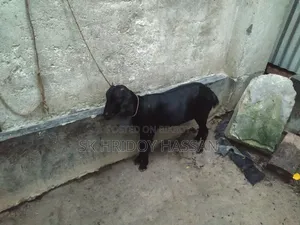 দেশি মানের ছাগল