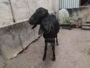 দেশি মানের ছাগল