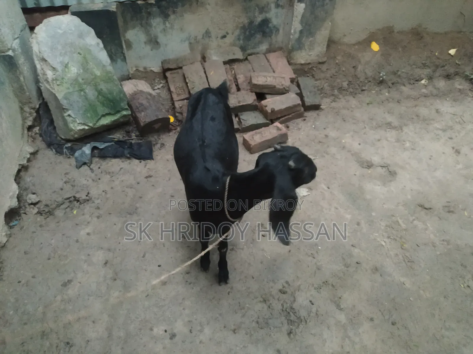 দেশি মানের ছাগল