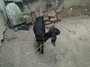 দেশি মানের ছাগল