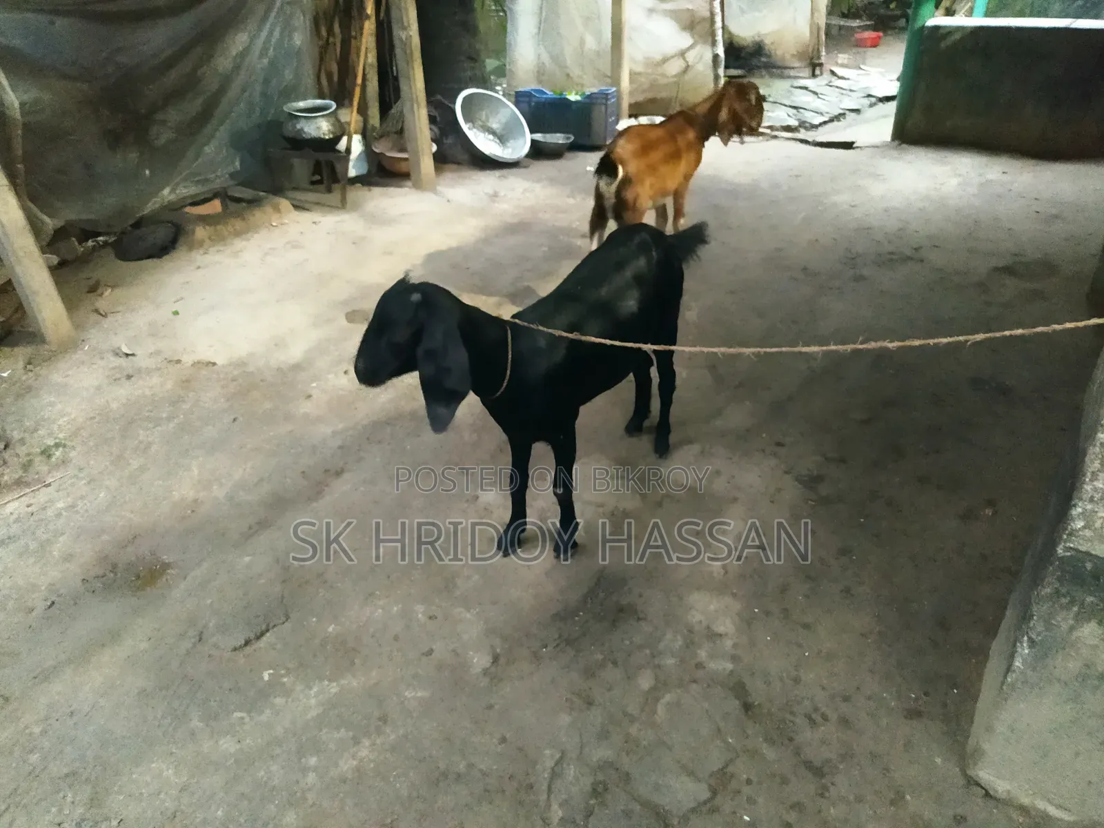 দেশি মানের ছাগল