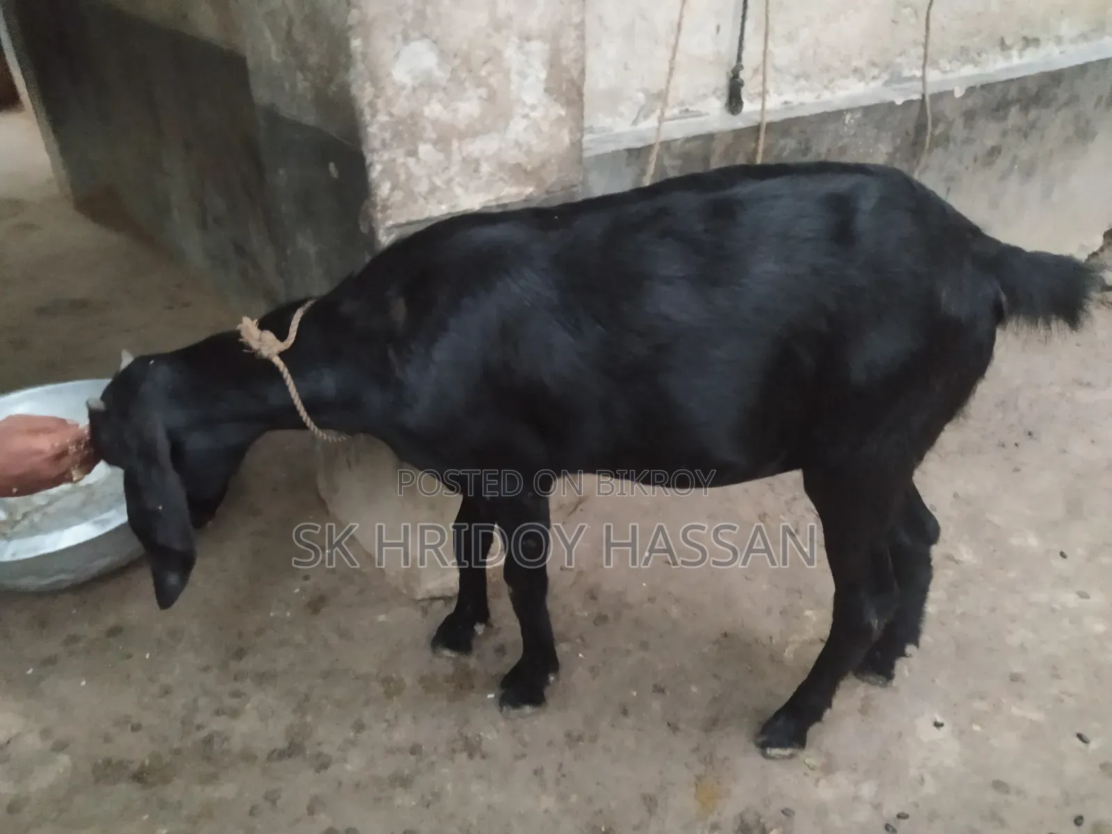 দেশি মানের ছাগল