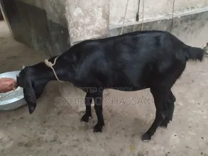 দেশি মানের ছাগল