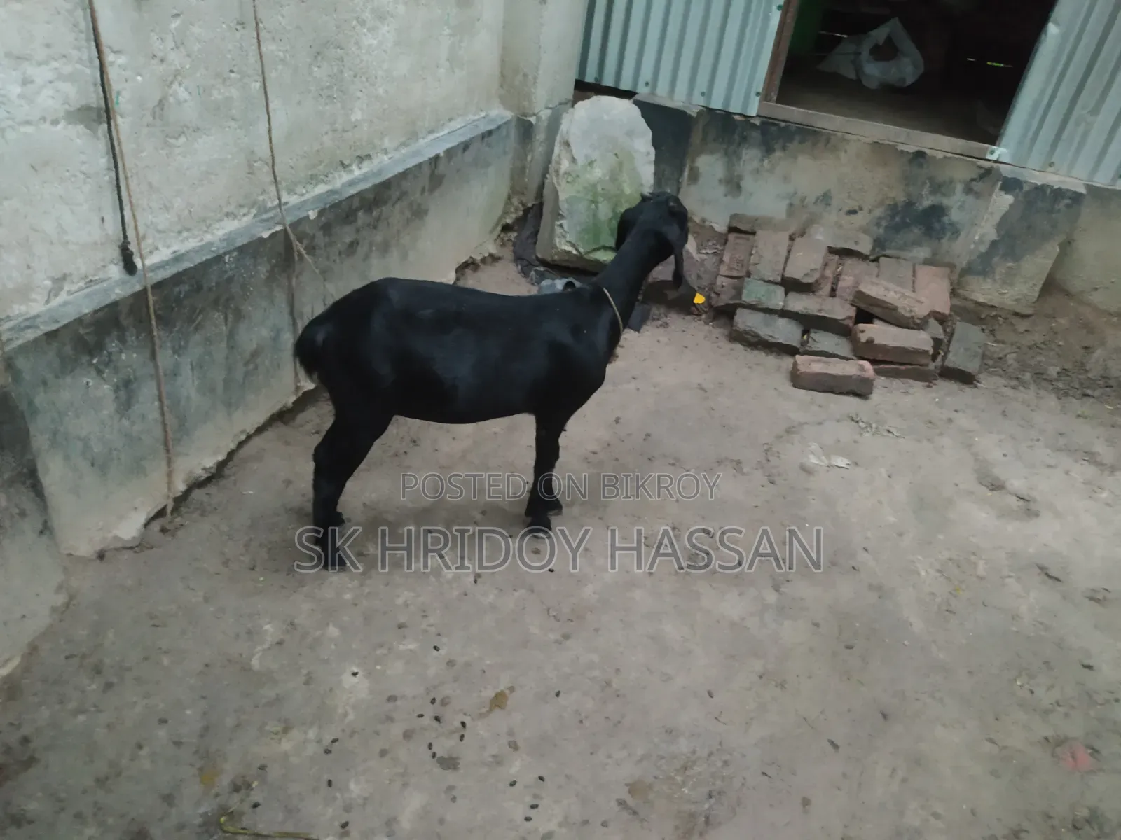 দেশি মানের ছাগল