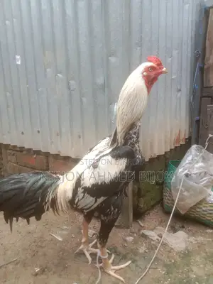 Fighter Rooster for sale, running