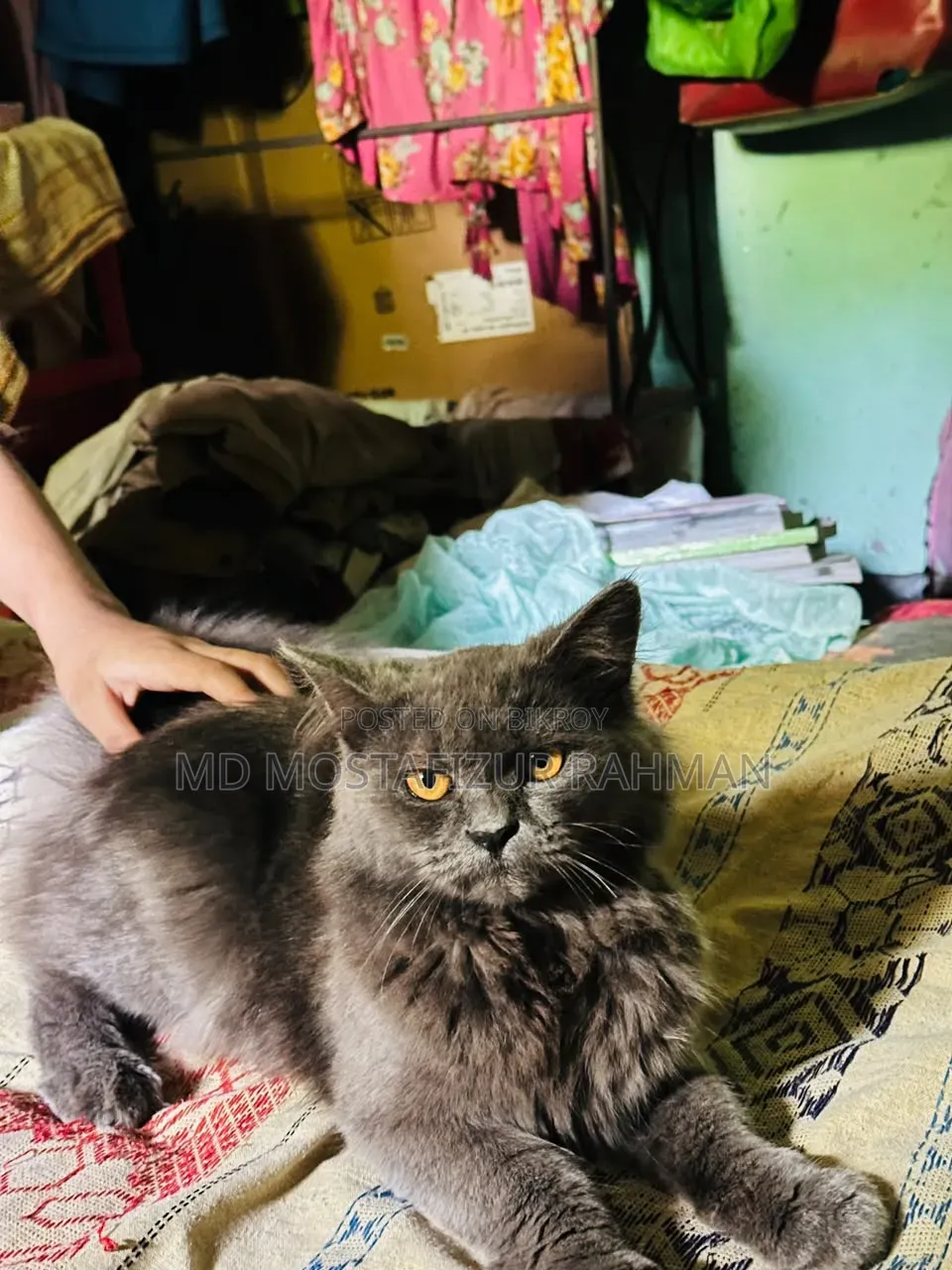 6-12 Months Male Mixed Breed Persian
