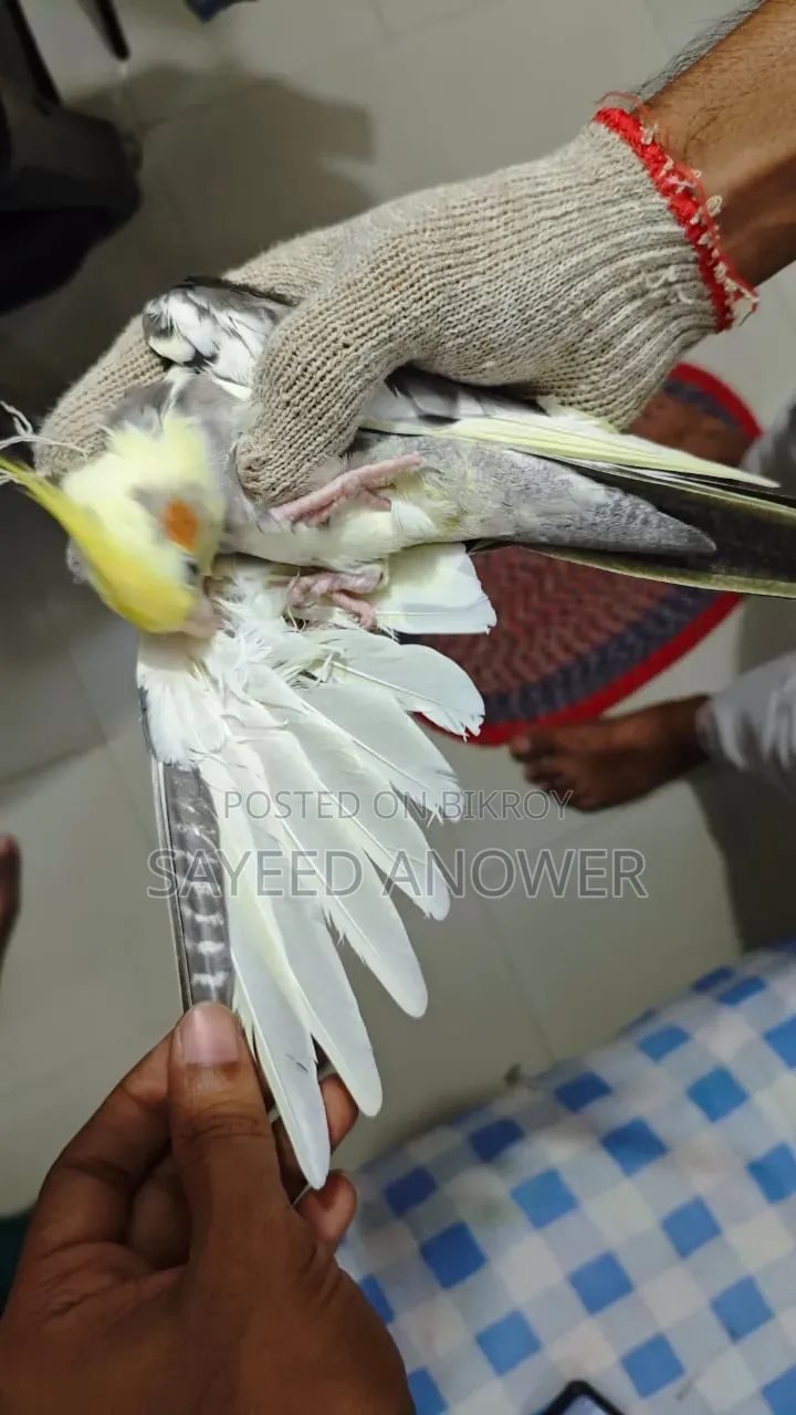 ককাটেল পাখি বিক্রি