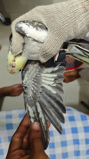 ককাটেল পাখি বিক্রি
