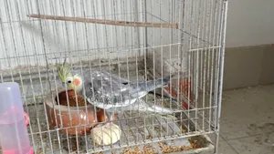 ককাটেল পাখি বিক্রি