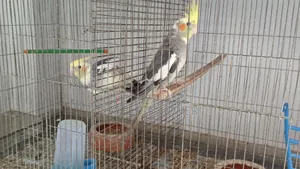 ককাটেল পাখি বিক্রি
