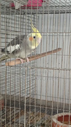 ককাটেল পাখি বিক্রি