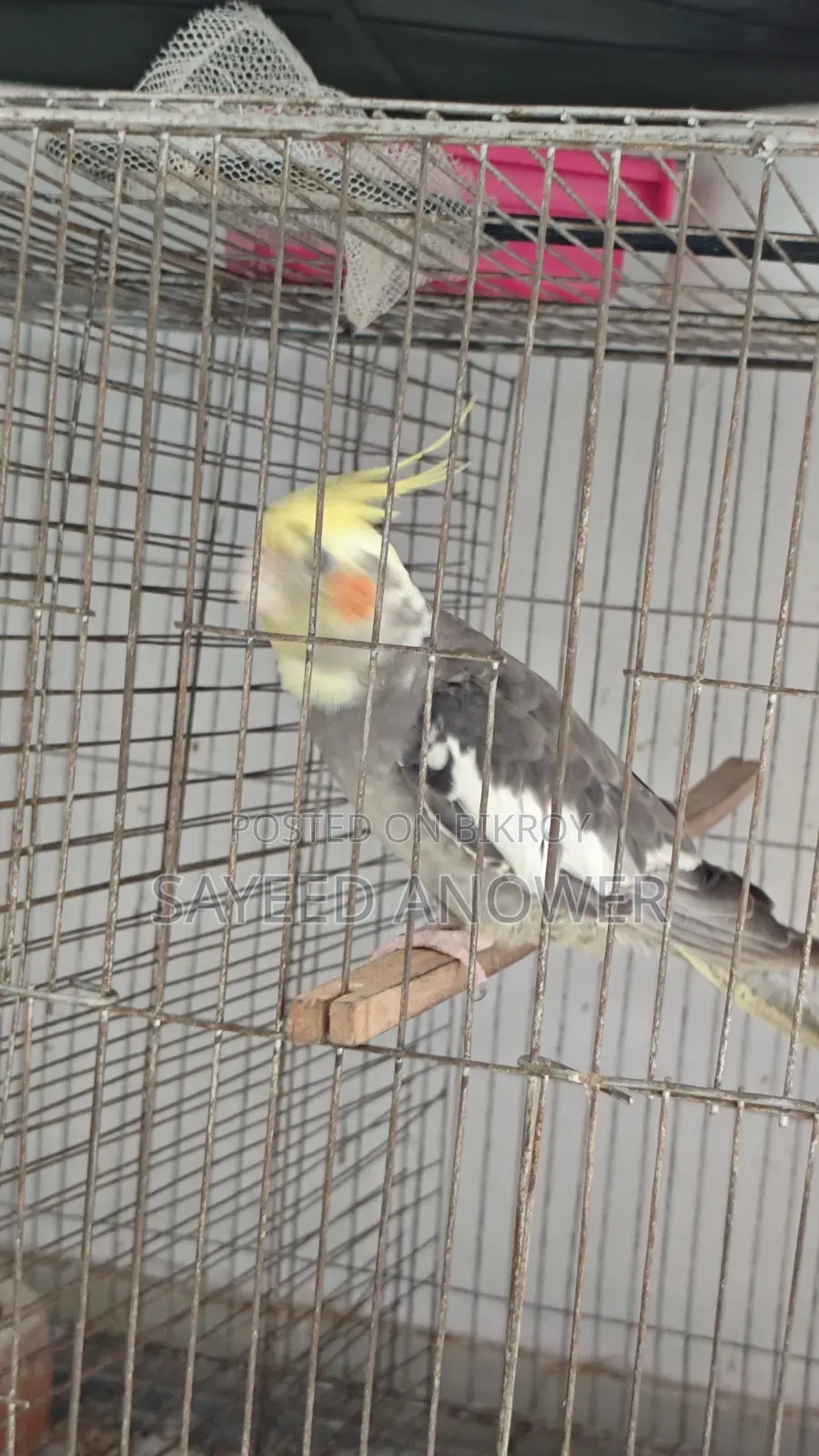 ককাটেল পাখি বিক্রি