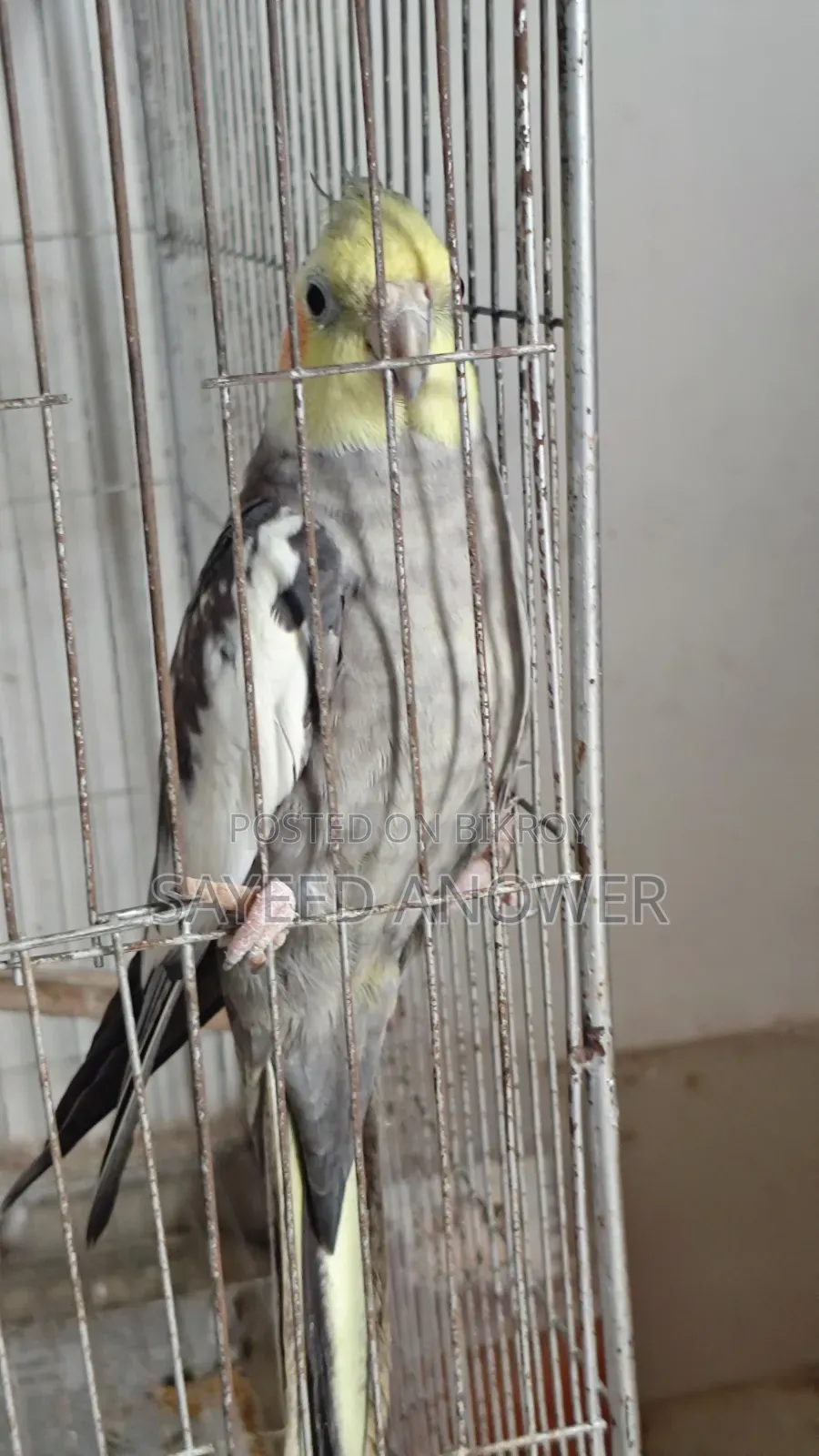 ককাটেল পাখি বিক্রি