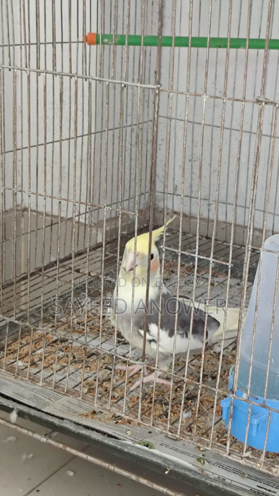 ককাটেল পাখি বিক্রি