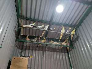 ককাটেল পাখি