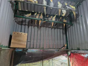 ককাটেল পাখি