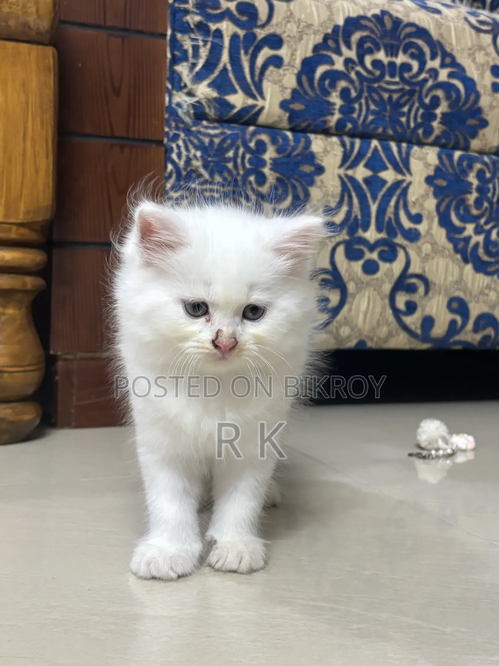 1-3 Months Female Purebred Persian