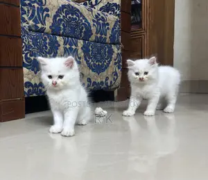 1-3 Months Female Purebred Persian