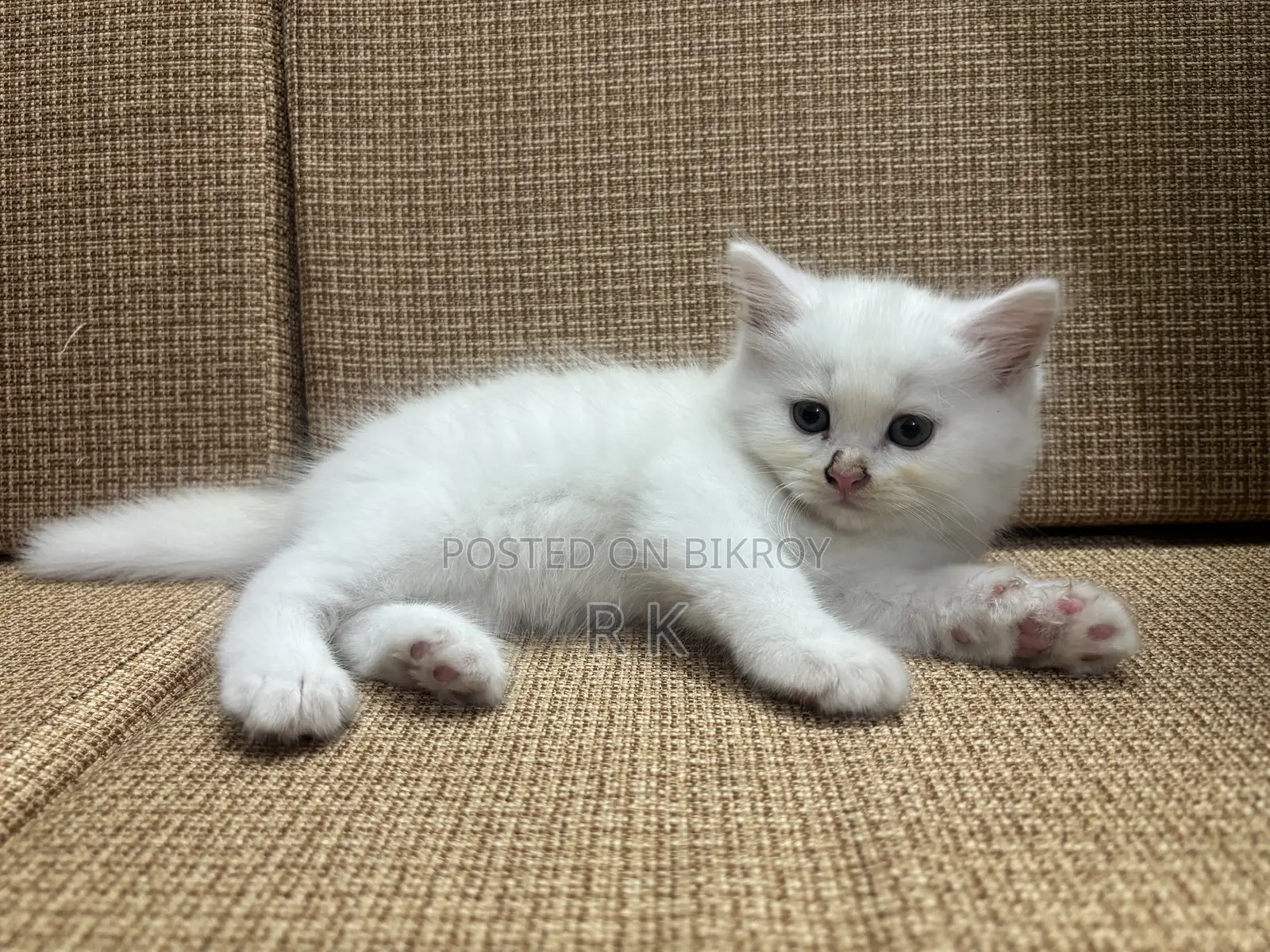 1-3 Months Female Purebred Persian