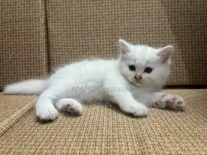 1-3 Months Female Purebred Persian