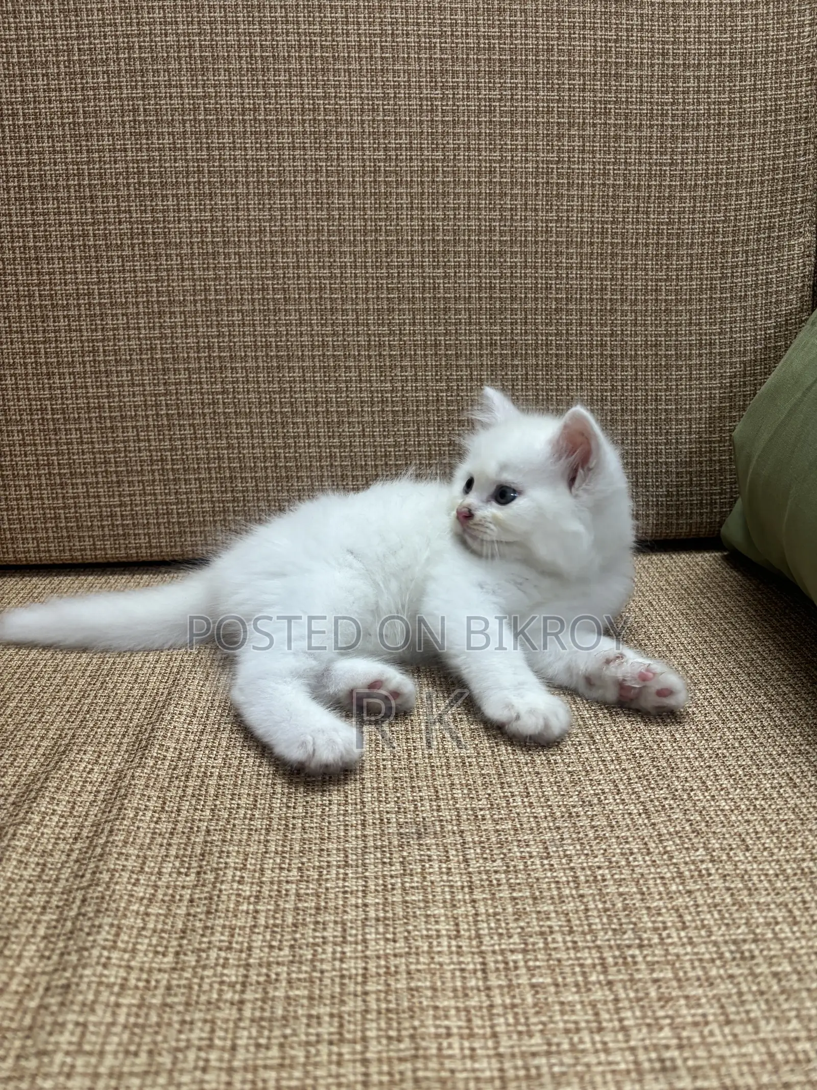 1-3 Months Female Purebred Persian