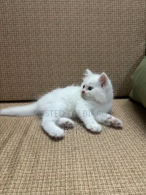 1-3 Months Female Purebred Persian