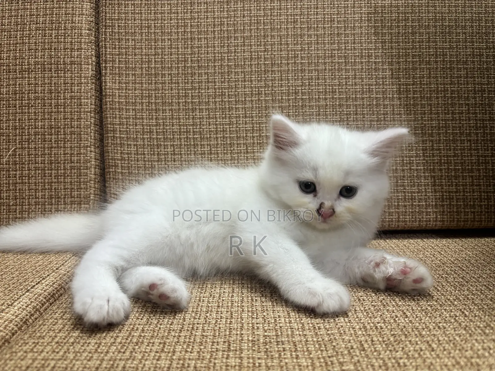 1-3 Months Female Purebred Persian