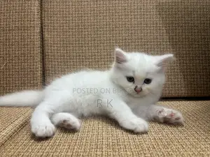1-3 Months Female Purebred Persian