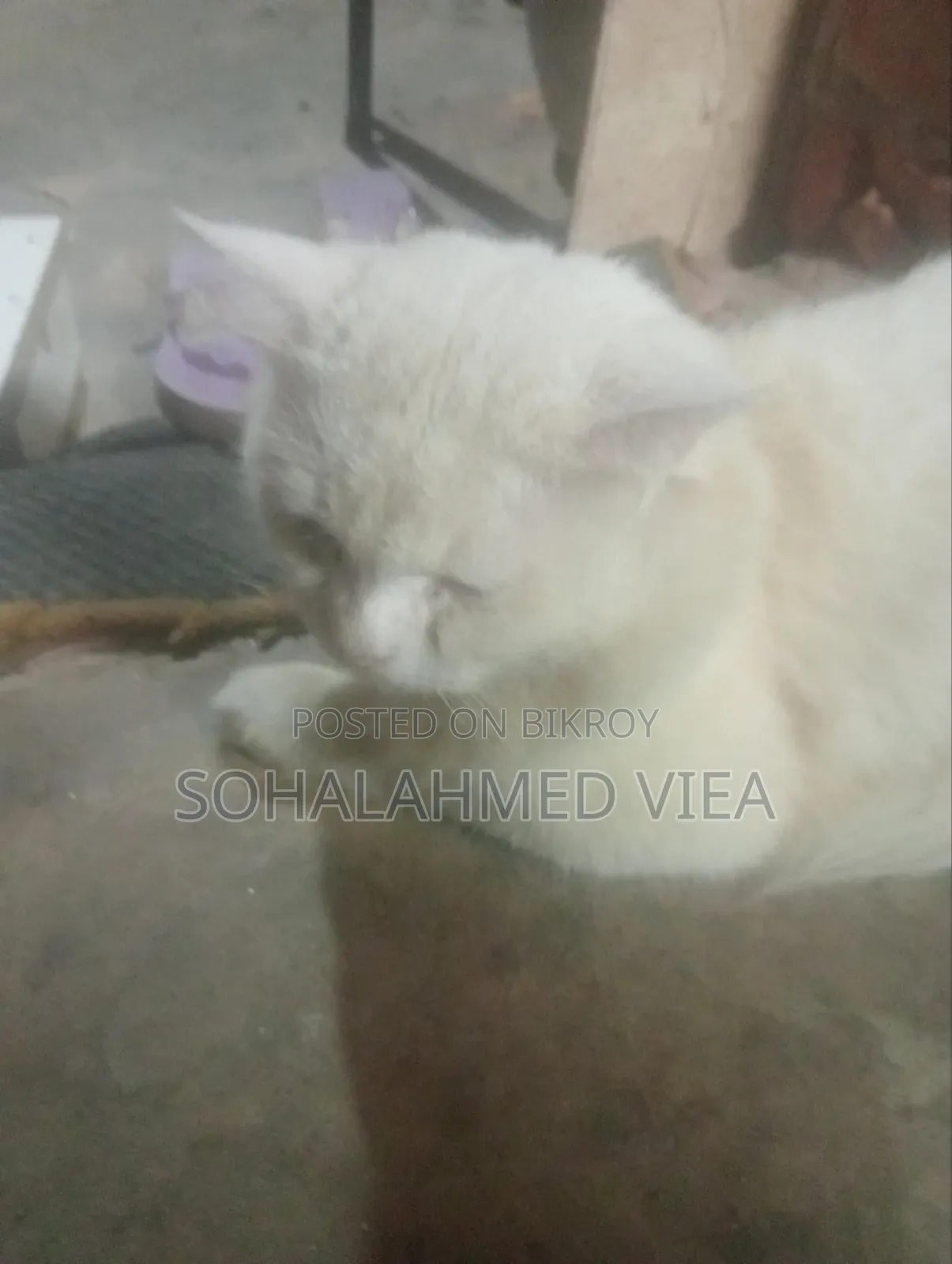 3-6 Months Male Purebred Persian