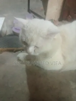 3-6 Months Male Purebred Persian