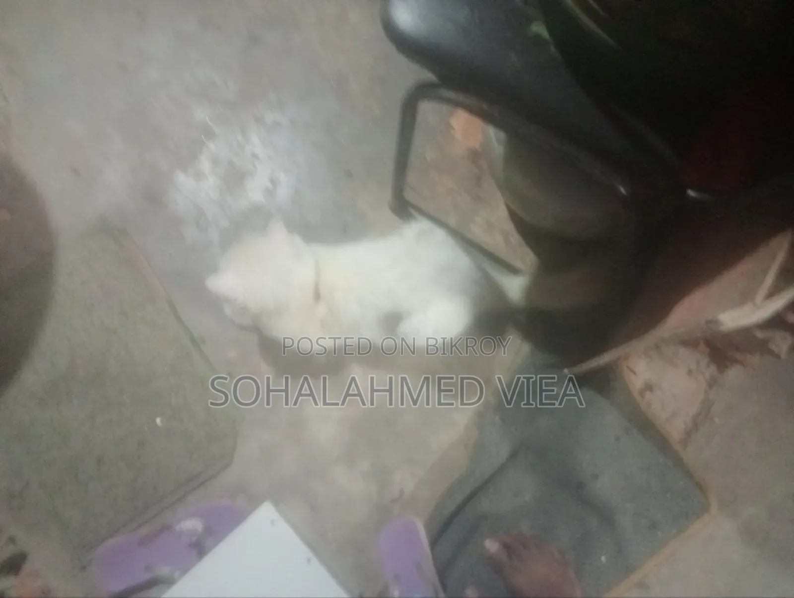 3-6 Months Male Purebred Persian