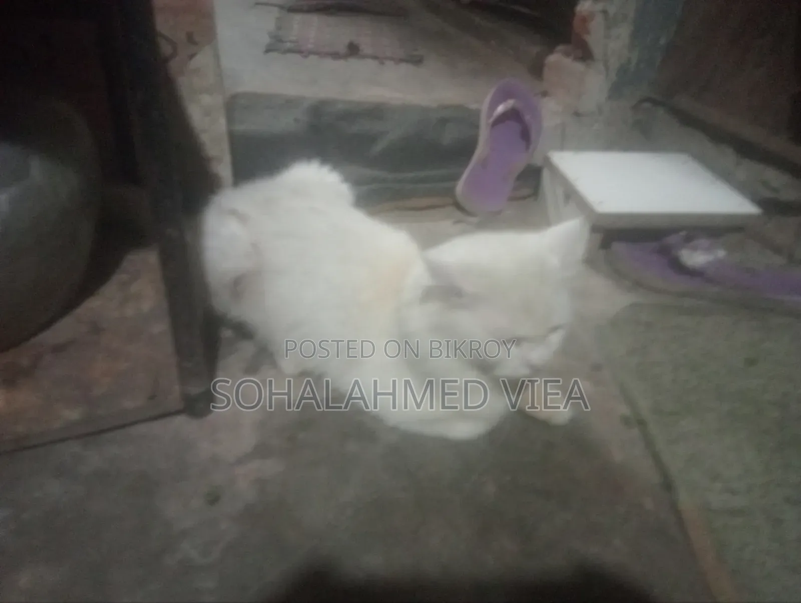 3-6 Months Male Purebred Persian
